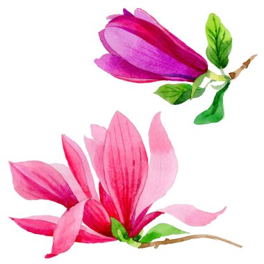 Kır çiçeği Manolya çiçek izole bir suluboya tarzında.