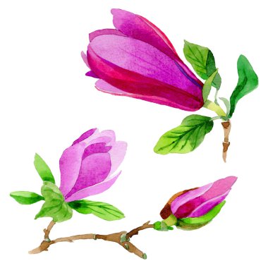 Kır çiçeği Manolya çiçek izole bir suluboya tarzında.