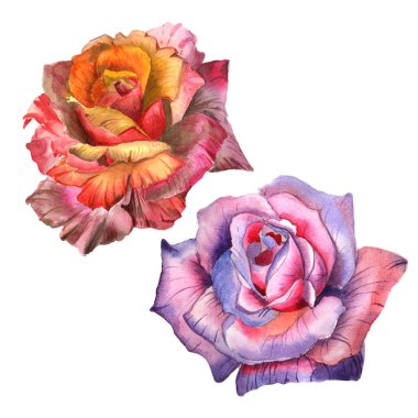 Kır çiçeği gül çiçek izole bir suluboya tarzında.