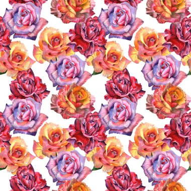 Kır çiçeği gül çiçek deseni izole bir suluboya tarzında.