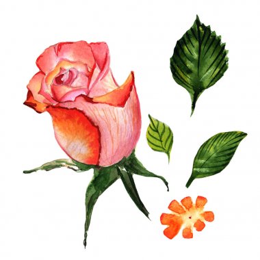 Kır çiçeği gül çiçek izole bir suluboya tarzında.