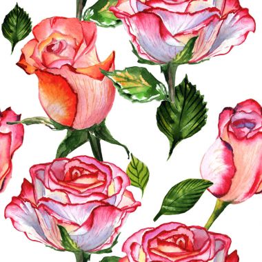 Kır çiçeği gül çiçek deseni izole bir suluboya tarzında.