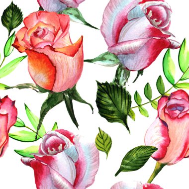 Kır çiçeği gül çiçek deseni izole bir suluboya tarzında.