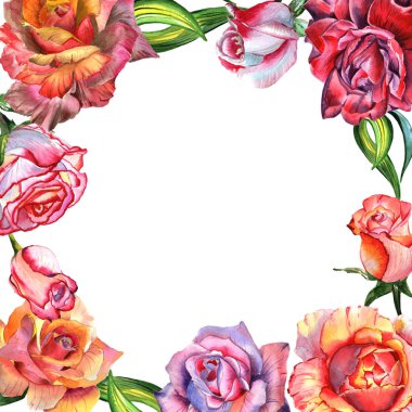 Kır çiçeği gül çiçek çerçeve izole bir suluboya tarzında.