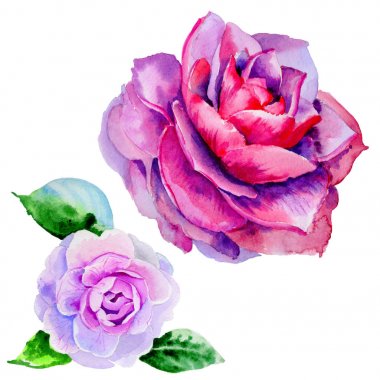 Kır çiçeği Şakayık, izole bir suluboya tarzında camelia çiçek.