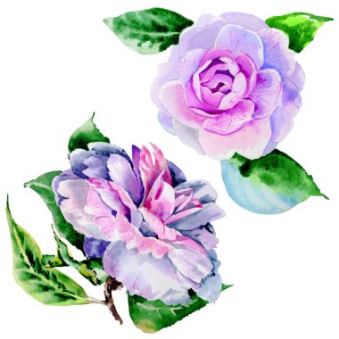 Kır çiçeği Şakayık, izole bir suluboya tarzında camelia çiçek.