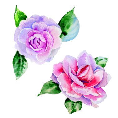 Kır çiçeği Şakayık, izole bir suluboya tarzında camelia çiçek.