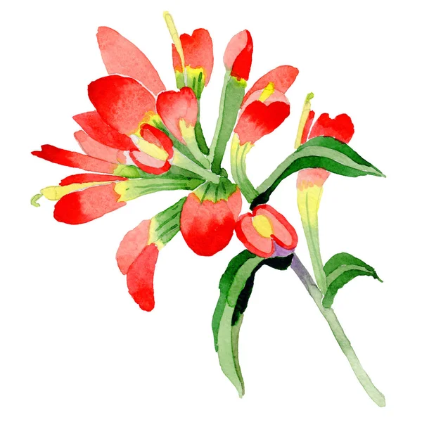 Flor de pincel indiano Wildflower em um estilo de aquarela isolado . — Fotografia de Stock