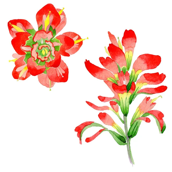 Wildflower Indian Paintbrush blomma i akvarell stil isolerade. — Stockfoto