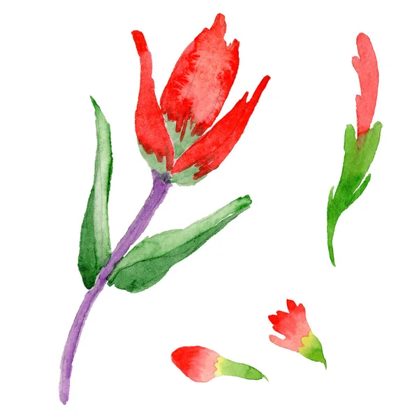 Wildflower Indian Paintbrush bloem in een aquarel stijl geïsoleerd. — Stockfoto