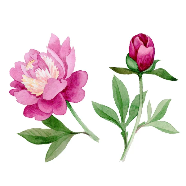 Fleur pivoine de fleurs sauvages dans un style aquarelle isolé . — Photo