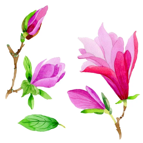 Wildflower magnolia bloem in een aquarel stijl geïsoleerd. — Stockfoto