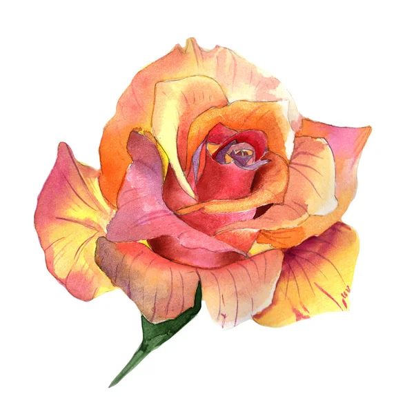 Wildflower rose flower in a watercolor style isolated. — Stock Photo, Image