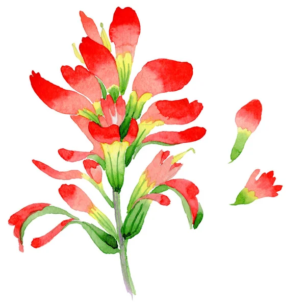 Flor de pincel indiano Wildflower em um estilo de aquarela isolado . — Fotografia de Stock