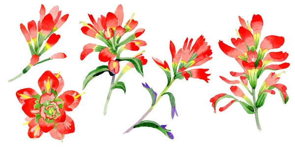 Wildflower Indian Paintbrush blomma i akvarell stil isolerade. — Stockfoto