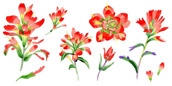 Wildflower Indian Paintbrush blomma i akvarell stil isolerade. — Stockfoto