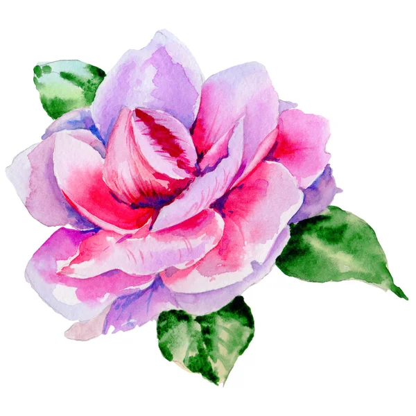 Wildblumen-Pfingstrose, Camelia-Blume im Aquarell-Stil isoliert. — Stockfoto