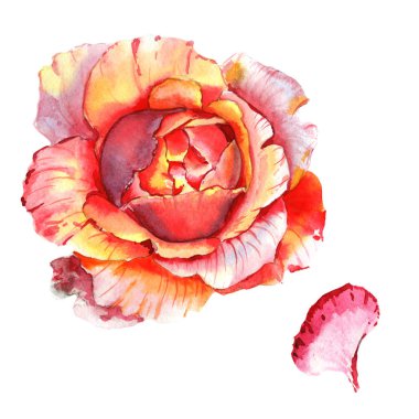 Kır çiçeği gül çiçek izole bir suluboya tarzında.