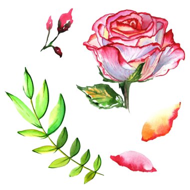 Kır çiçeği gül çiçek izole bir suluboya tarzında.