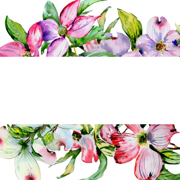 Wildblume Hartriegel Blume Rahmen in einem Aquarell-Stil isoliert. — Stockfoto