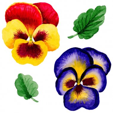 Kır çiçeği viola çiçek izole bir suluboya tarzında.