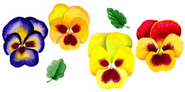 Kır çiçeği viola çiçek izole bir suluboya tarzında.