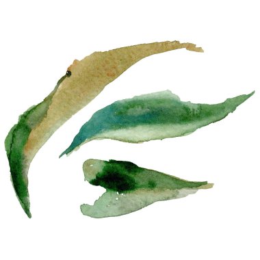 Kır çiçeği peony çiçek yaprak suluboya tarzında izole.