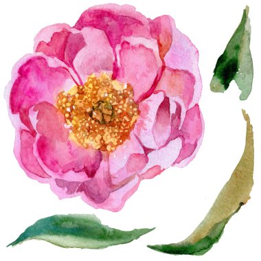 Kır çiçeği Şakayık çiçeği izole bir suluboya tarzında.