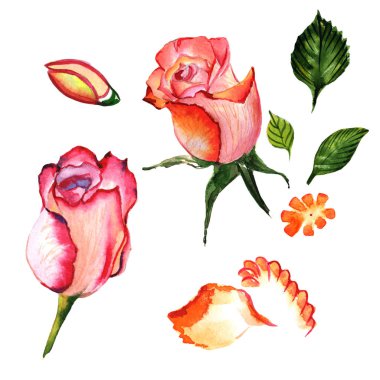 Kır çiçeği gül çiçek izole bir suluboya tarzında.