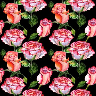 Kır çiçeği gül çiçek deseni izole bir suluboya tarzında.