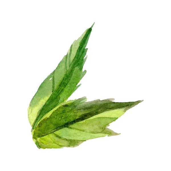 Wildflower peony flower leaf in a watercolor style isolated. — Stock Photo, Image