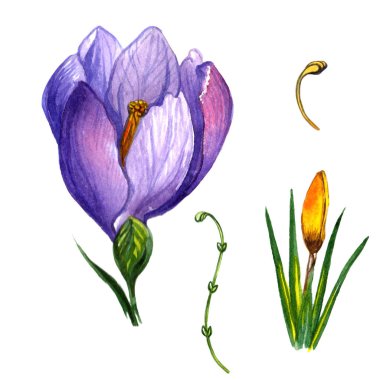 Kır çiçeği çiğdemler çiçek izole bir suluboya tarzında.