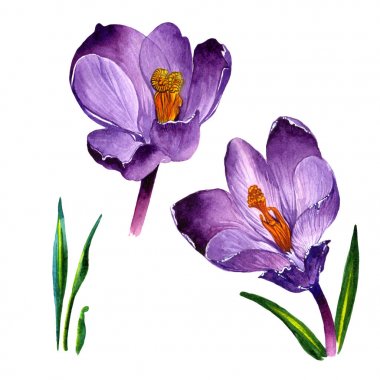 Kır çiçeği çiğdemler çiçek izole bir suluboya tarzında.