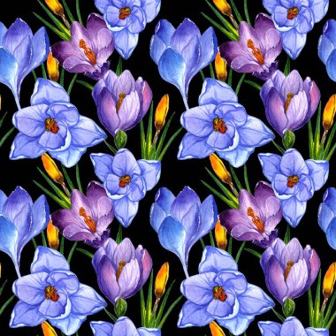 Kır çiçeği çiğdemler çiçek deseni izole bir suluboya tarzında.