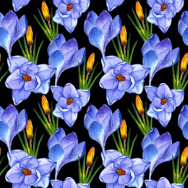 Kır çiçeği çiğdemler çiçek deseni izole bir suluboya tarzında.