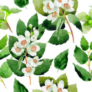 Kır çiçeği Chubushnik çiçek deseni izole bir suluboya tarzında.