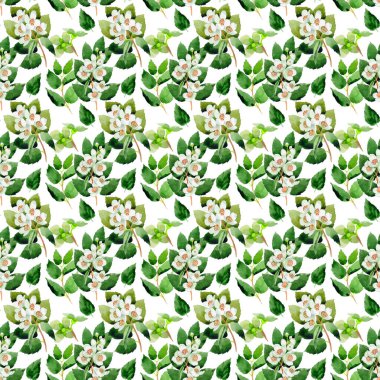 Kır çiçeği Chubushnik çiçek deseni izole bir suluboya tarzında.