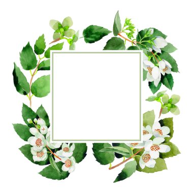 Kır çiçeği Chubushnik çiçek farme izole bir suluboya tarzında.