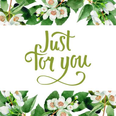 Kır çiçeği Chubushnik çiçek farme izole bir suluboya tarzında.