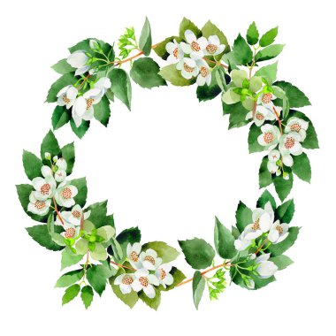 Kır çiçeği Chubushnik çiçek farme izole bir suluboya tarzında.