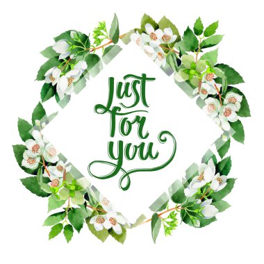 Kır çiçeği Chubushnik çiçek farme izole bir suluboya tarzında.