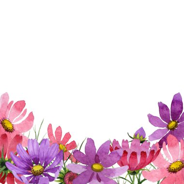 Kır çiçeği kosmeya çiçek çerçeve izole bir suluboya tarzında.