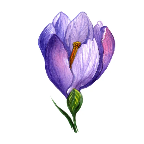 Wildflower krokusar blomma i akvarell stil isolerade. — Stockfoto