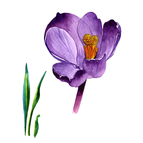 Wildflower krokusar blomma i akvarell stil isolerade. — Stockfoto