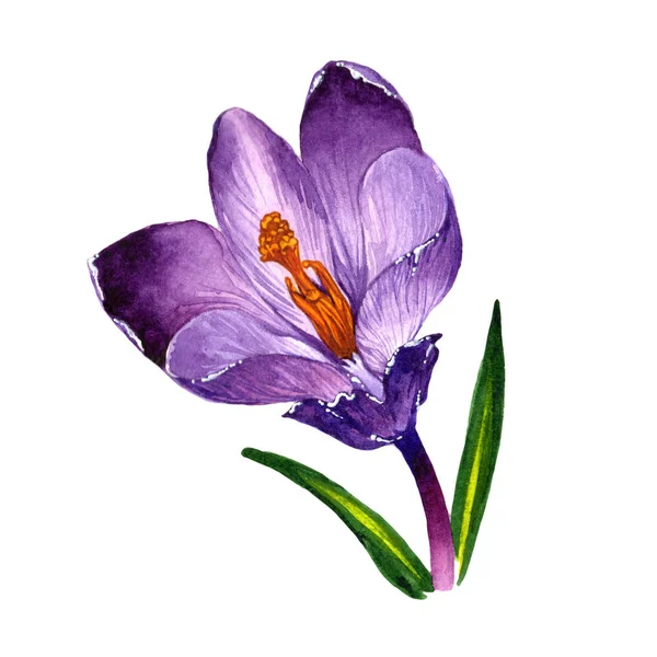 Wildflower crocuses flower in a watercolor style isolated. — Stock Photo, Image