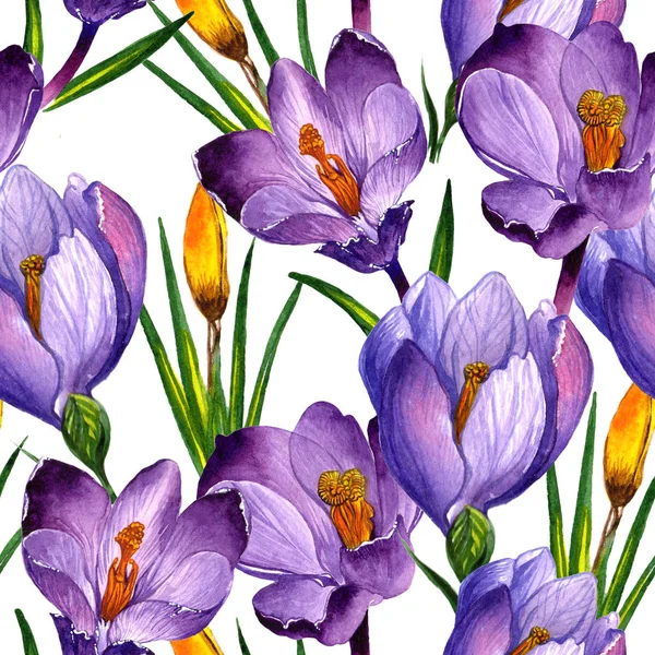Wildflower crocuses flower pattern in a watercolor style isolated. — Stock Photo, Image