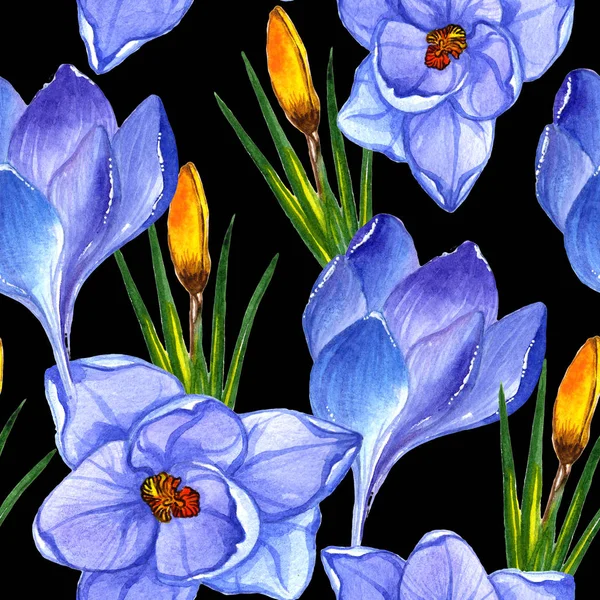 Crocos de flores silvestres padrão de flores em um estilo de aquarela isolado . — Fotografia de Stock