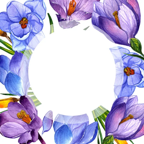 Wildflower krokusar blomma ram i akvarell stil isolerade. — Stockfoto
