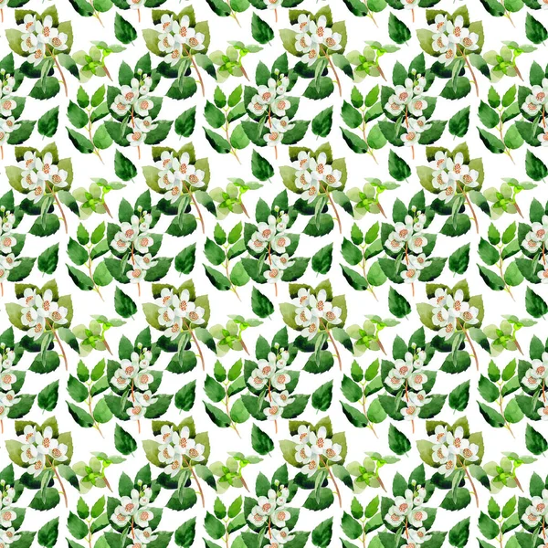 Wildflower Chubushnik flower pattern in a watercolor style isolated.