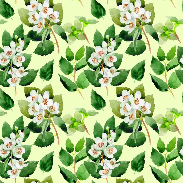 Wildflower Chubushnik flower pattern in a watercolor style isolated. — Stock Photo, Image